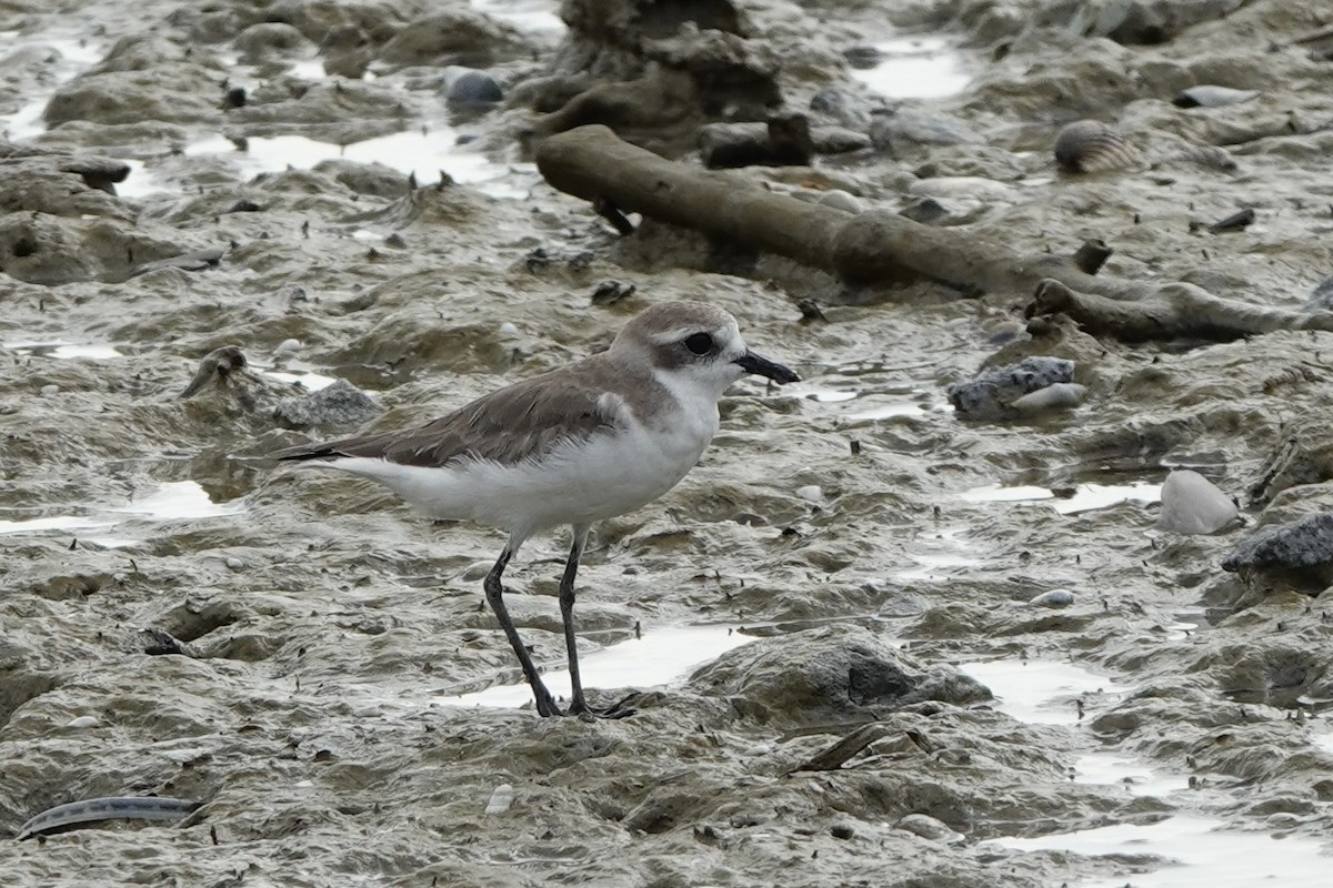 Tibet Cılıbıtı - ML647493772