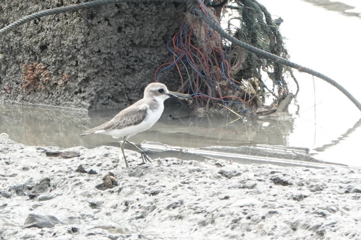Tibet Cılıbıtı - ML647493776