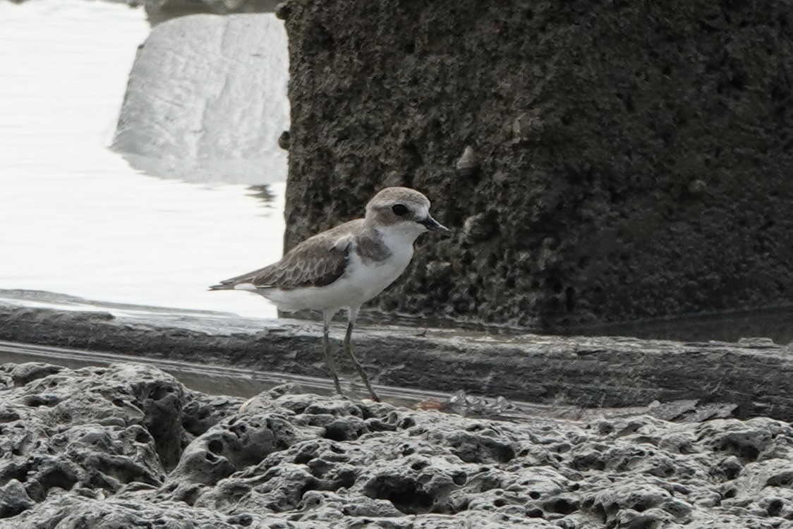 Tibet Cılıbıtı - ML647493777