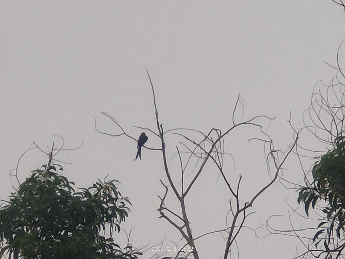 drongo černý - ML647493779