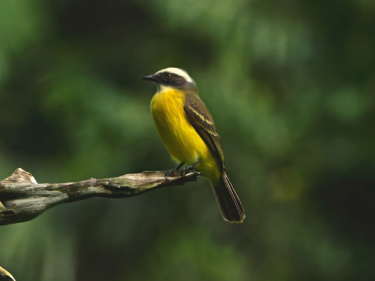 Красношапочный бентеви [группа similis] - ML647493784