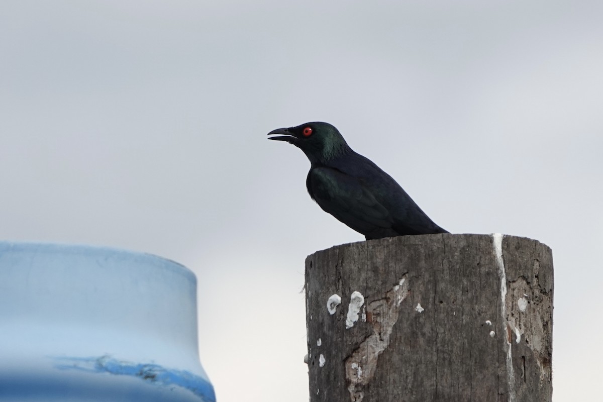 Asian Glossy Starling - ML647493785