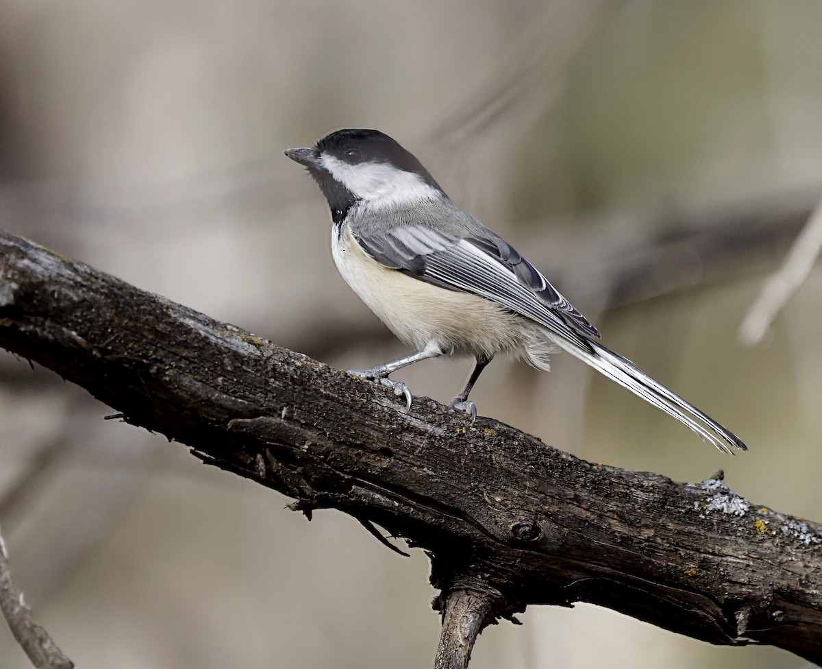 Black-capped Chickadee - ML647493812