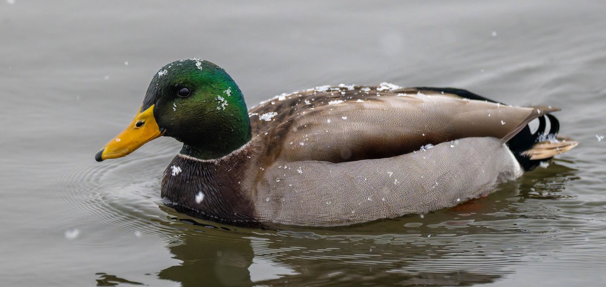 stokkand - ML647493836