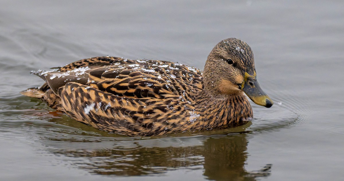 stokkand - ML647493839