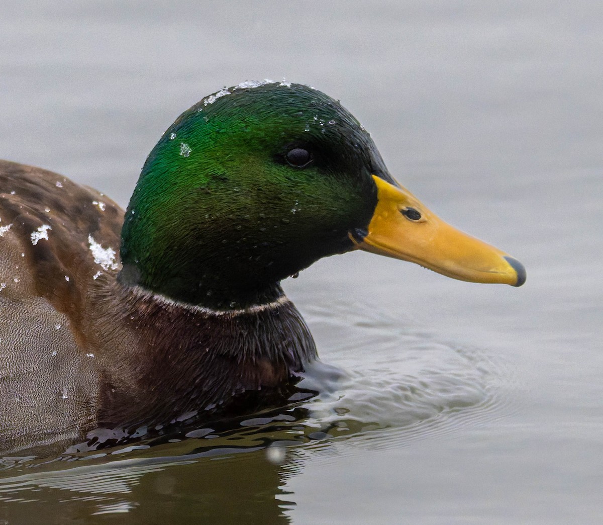 stokkand - ML647493840