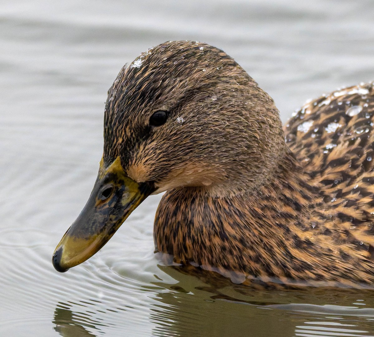 stokkand - ML647493845