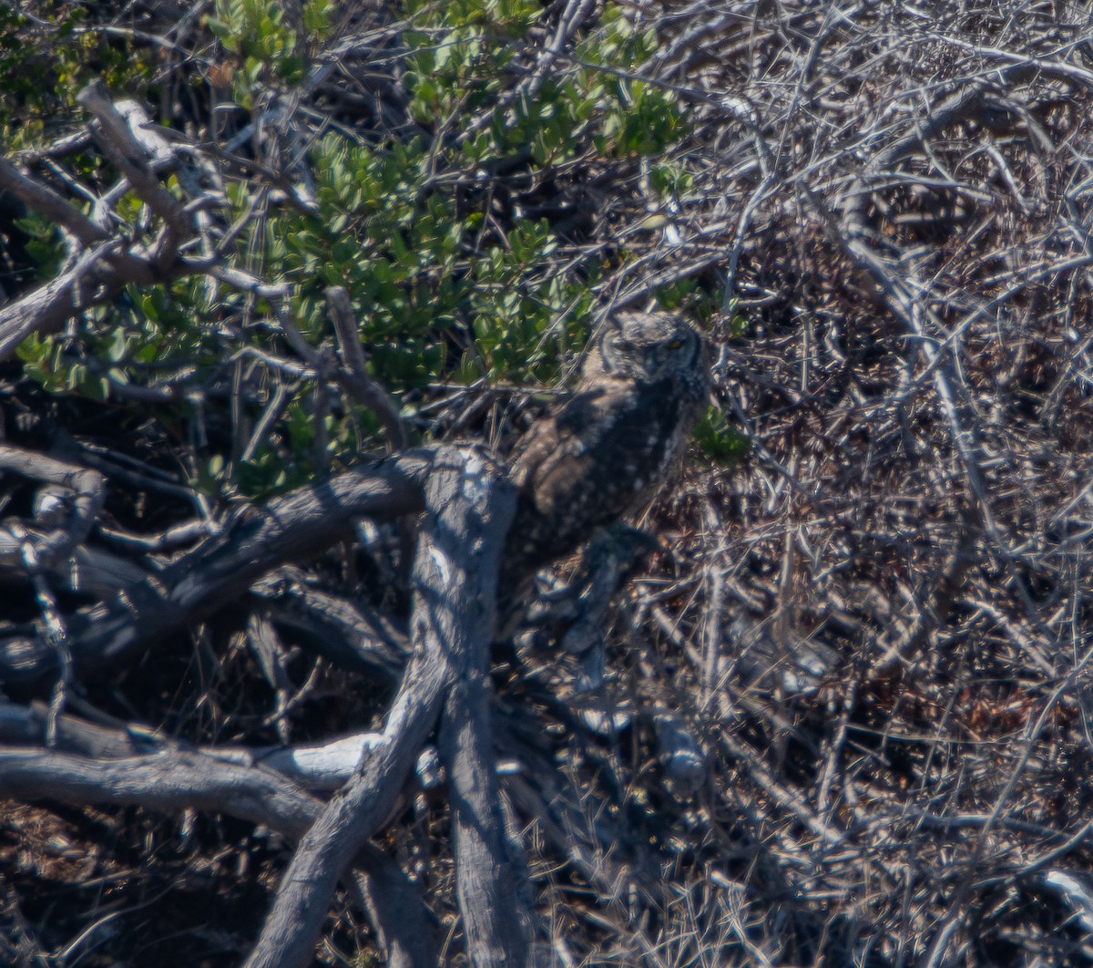 Spotted Eagle-Owl - ML647493846