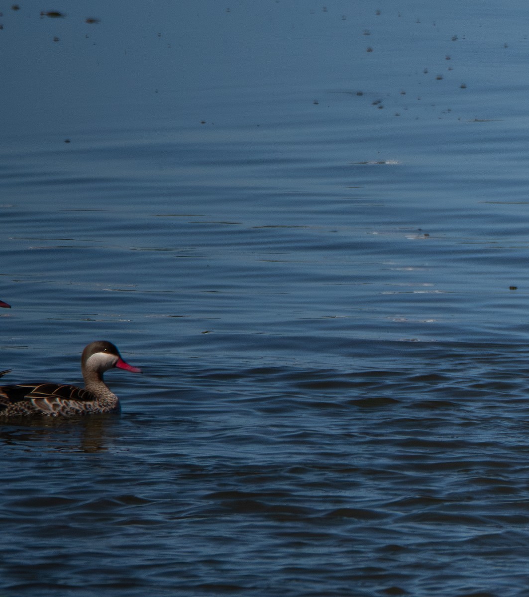 Red-billed Duck - ML647493852
