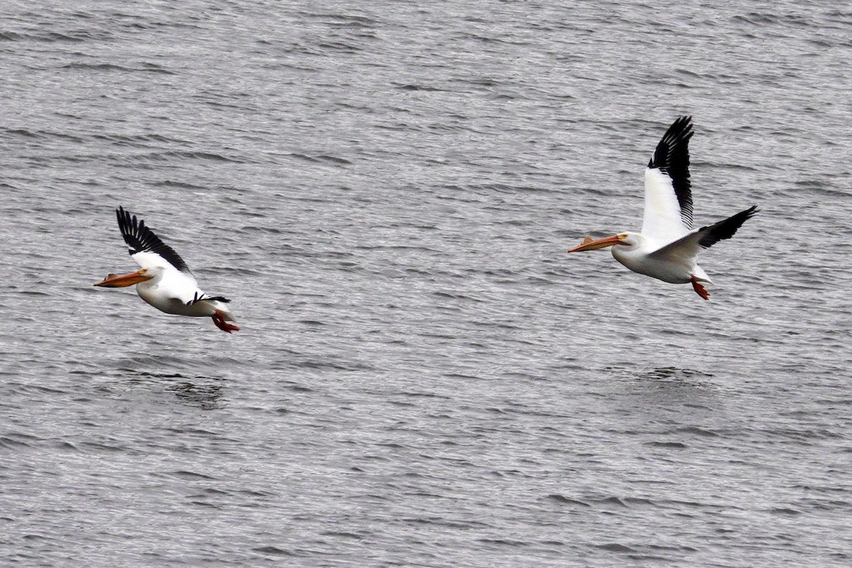 American White Pelican - ML647493858