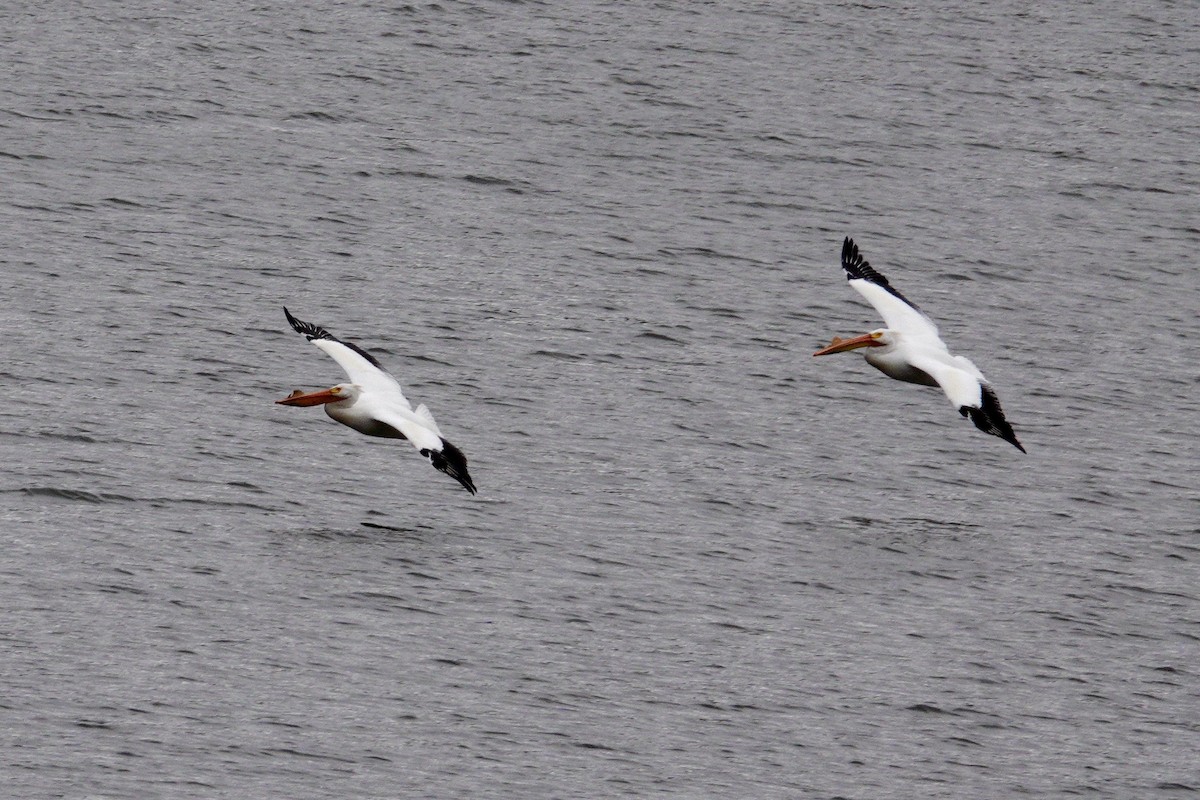 American White Pelican - ML647493859