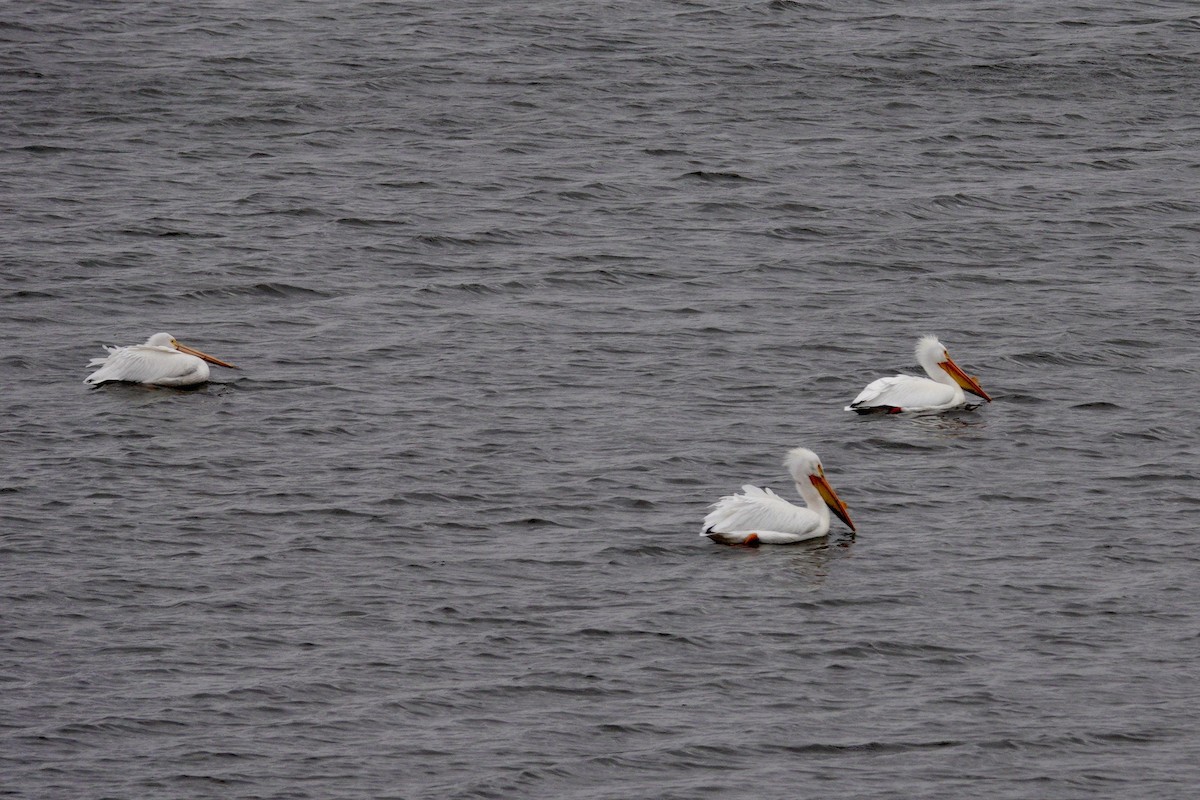 American White Pelican - ML647493860