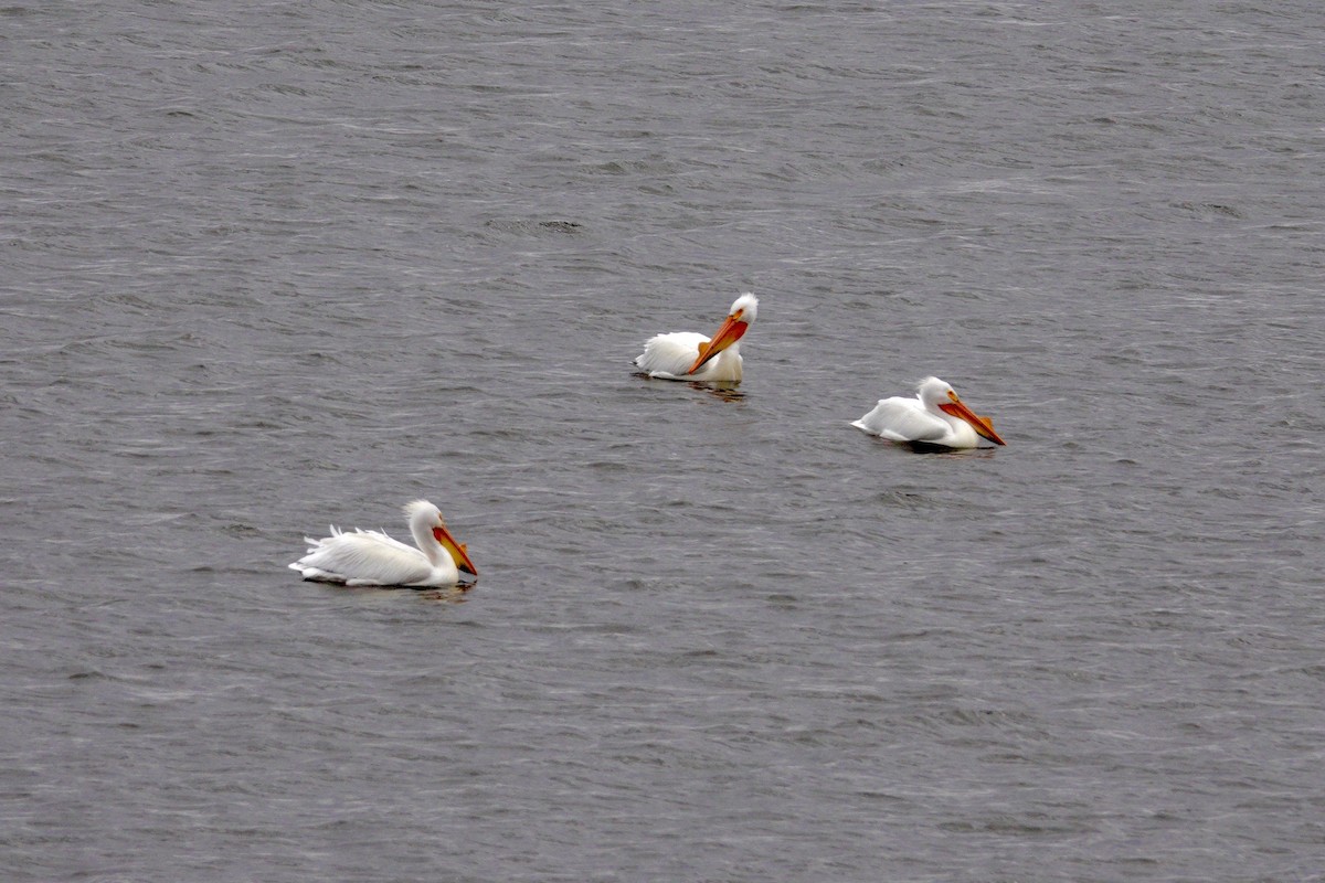 American White Pelican - ML647493861