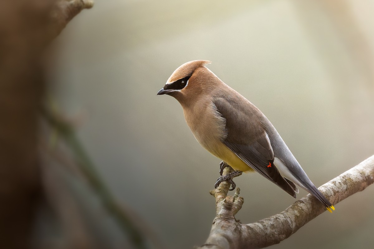 Sedir İpekkuyruğu - ML647493862