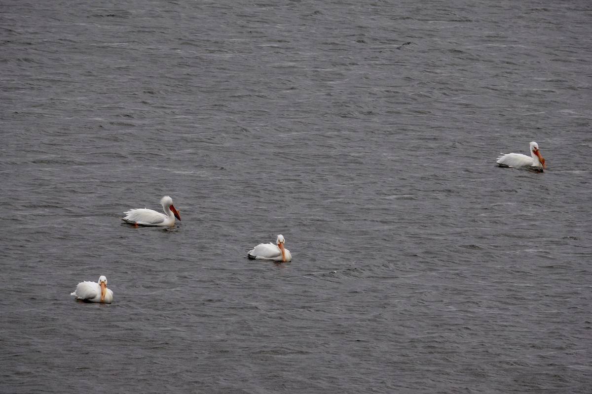 American White Pelican - ML647493863