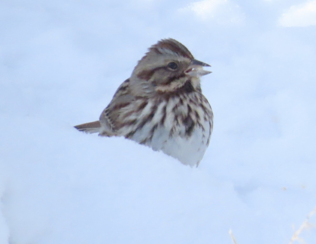 Ötücü Serçe - ML647493873