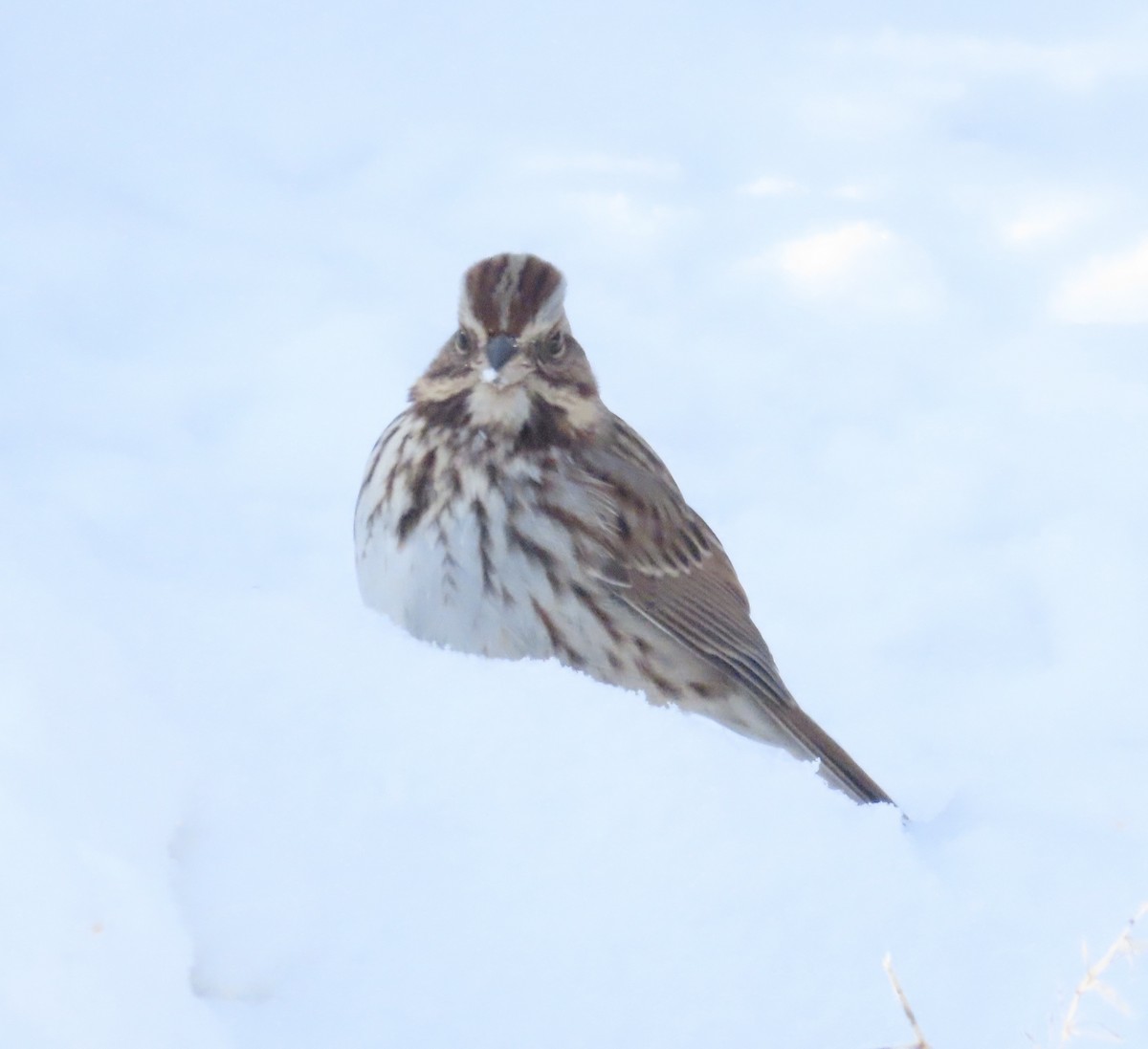 Ötücü Serçe - ML647493874