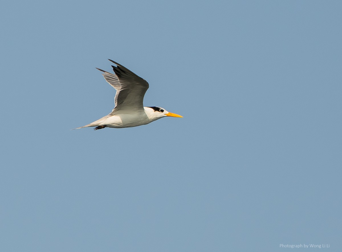 Lesser Crested Tern - ML647493875