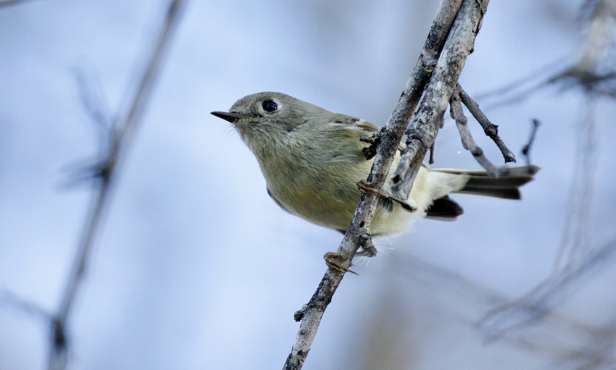 Ruby-crowned Kinglet - ML647493881