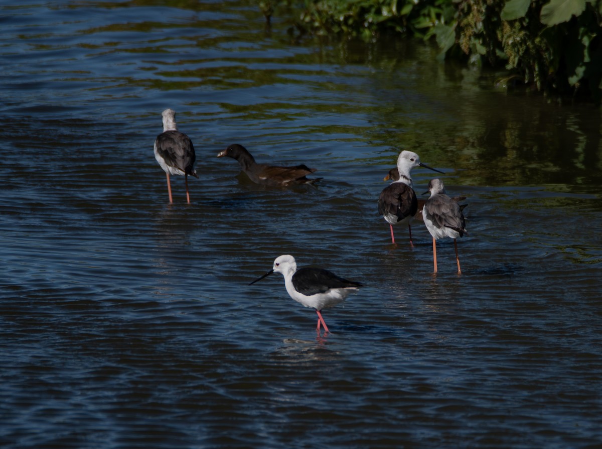 Black-winged Stilt - ML647493882