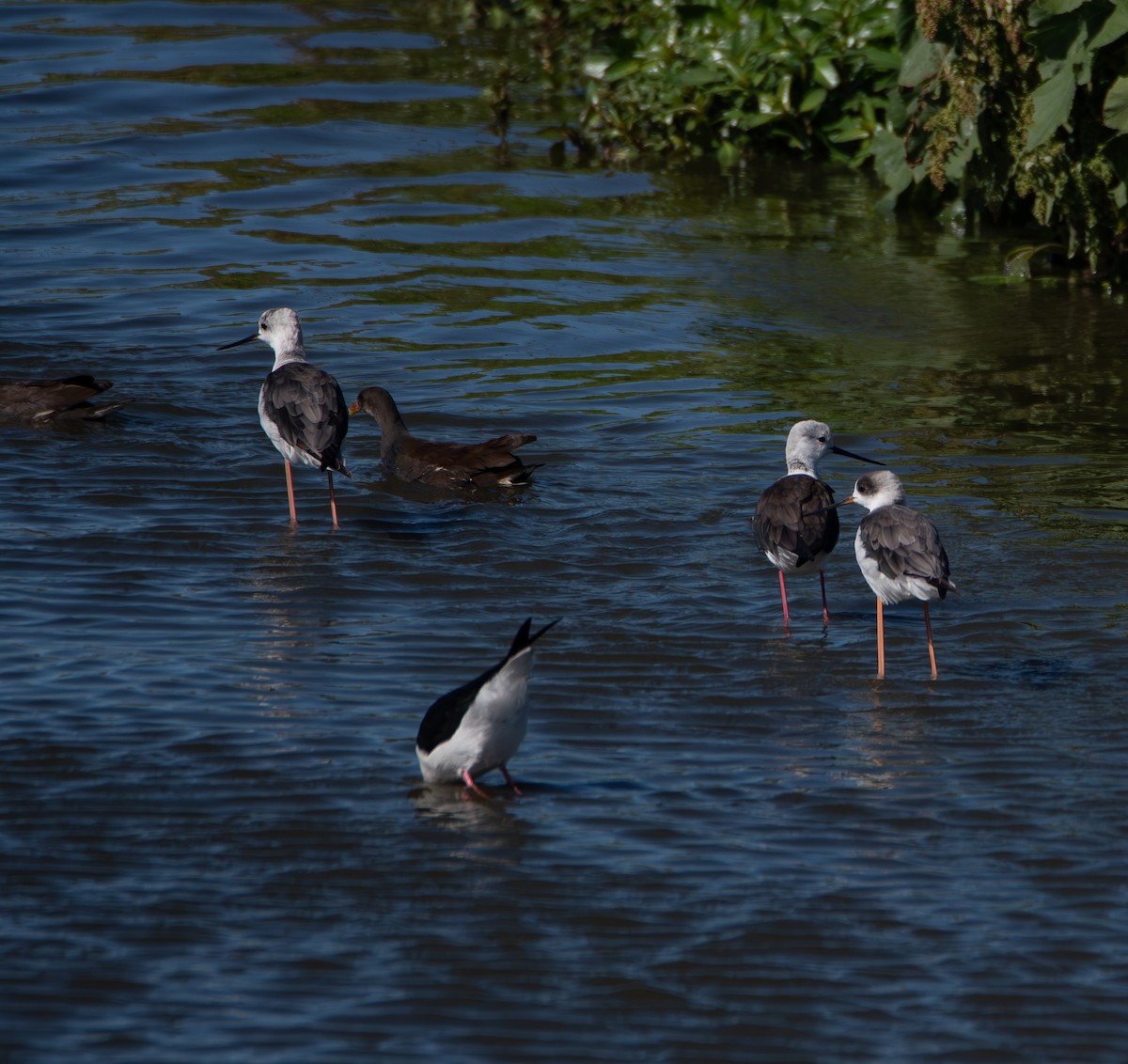 Black-winged Stilt - ML647493883