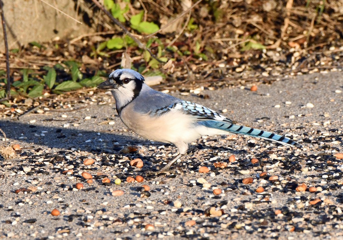 Blue Jay - ML647493885