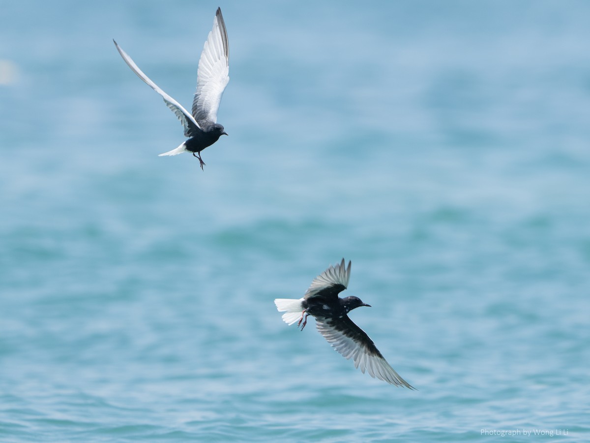 White-winged Tern - ML647493889