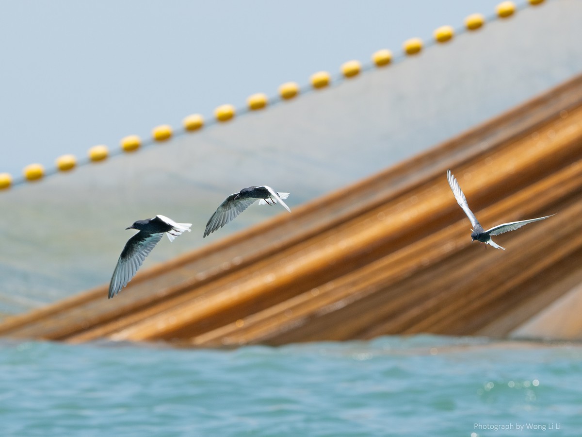 White-winged Tern - ML647493890