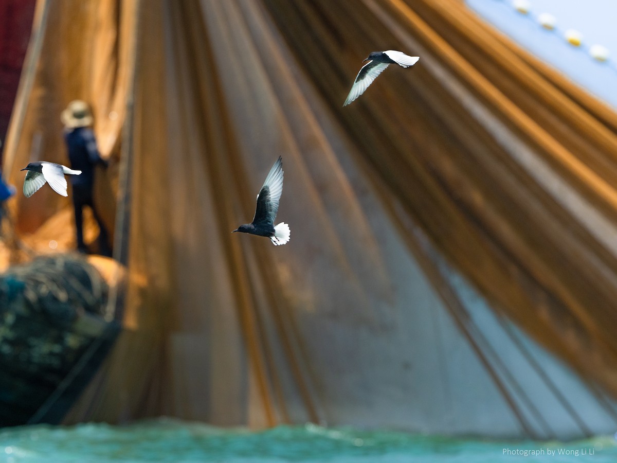 White-winged Tern - ML647493891