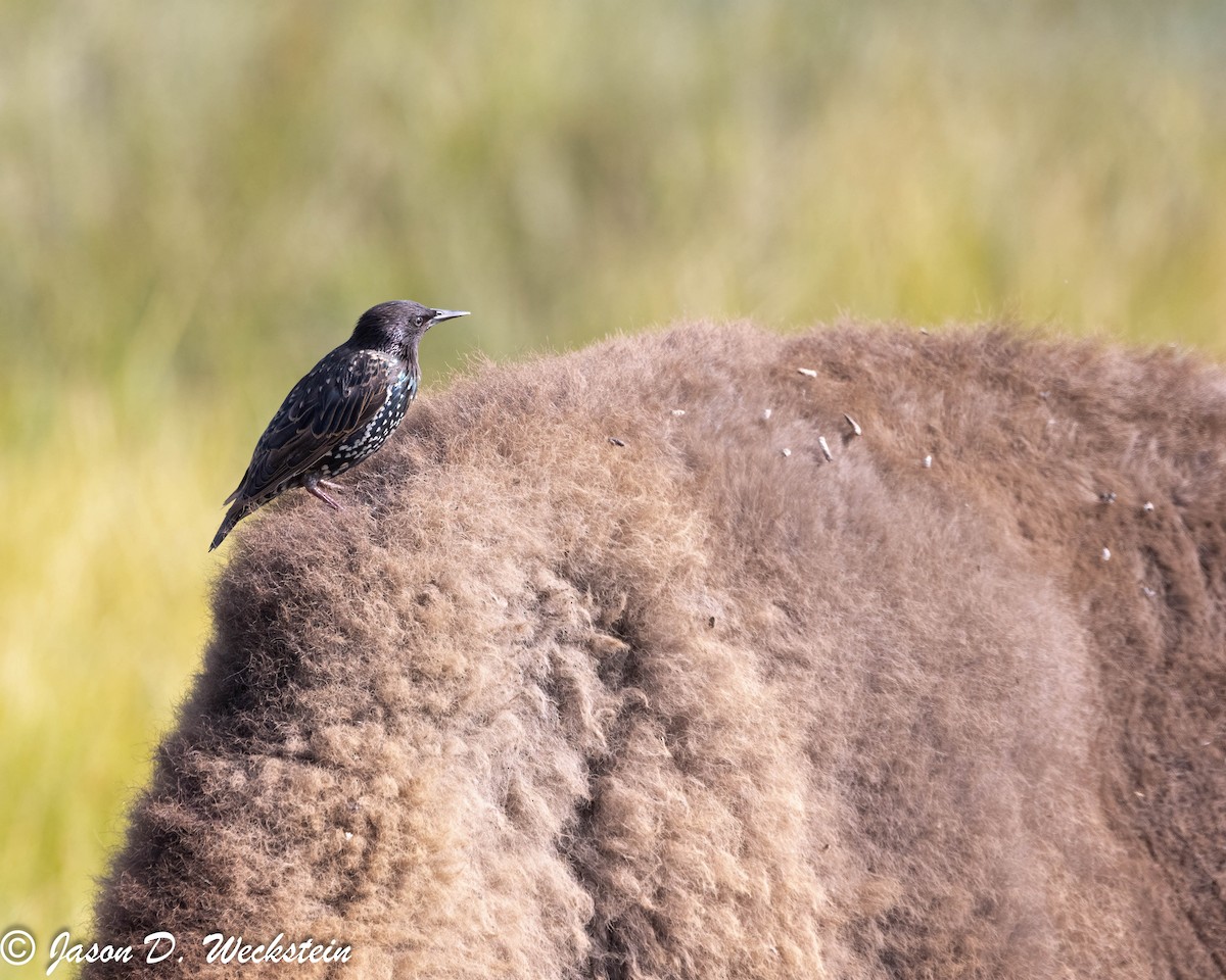 European Starling - ML647493892