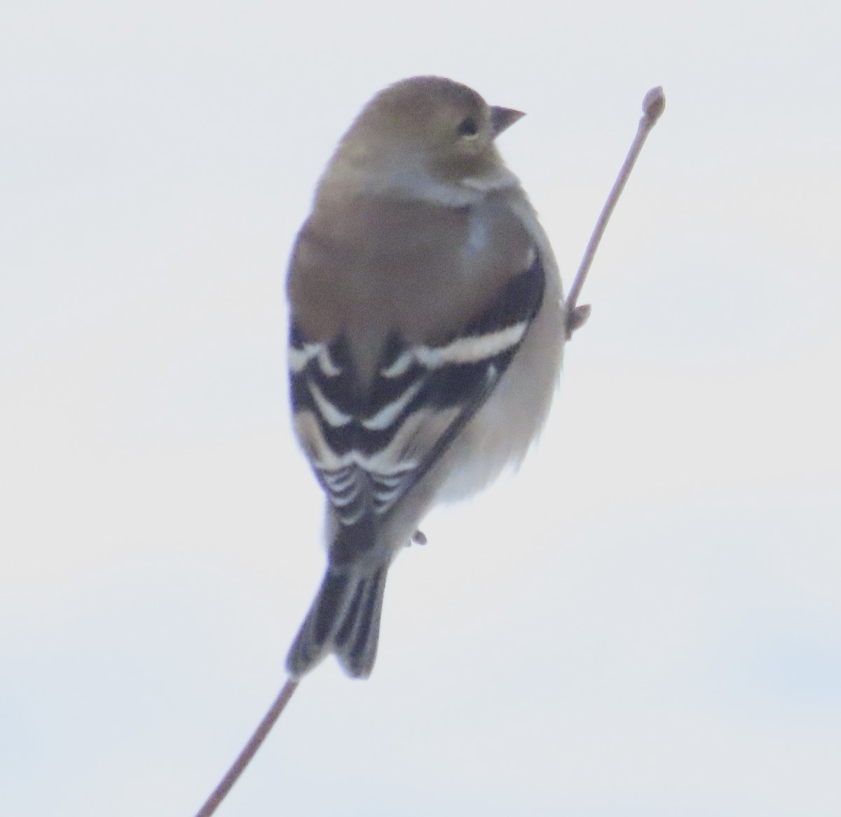 American Goldfinch - ML647493894