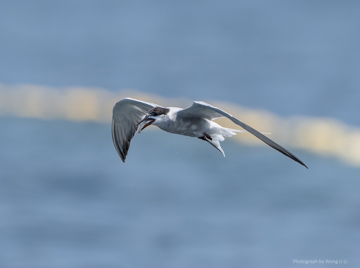 Little Tern - ML647493899