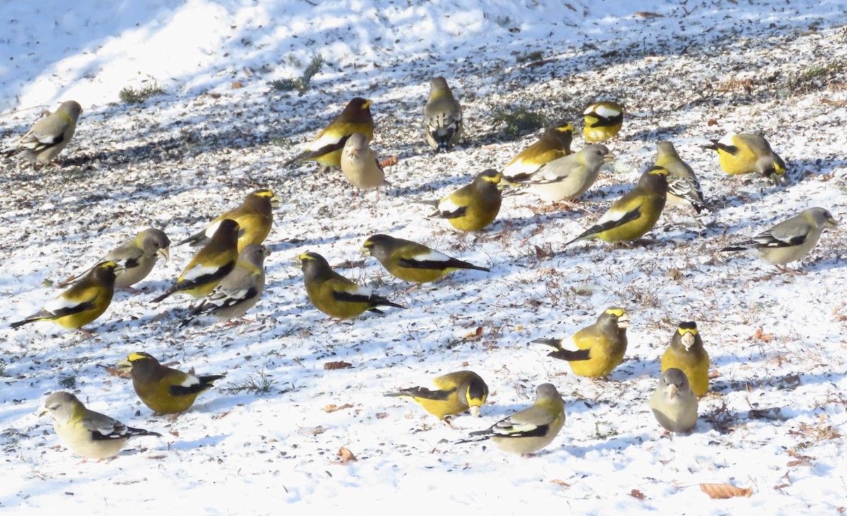 Evening Grosbeak - ML647493912