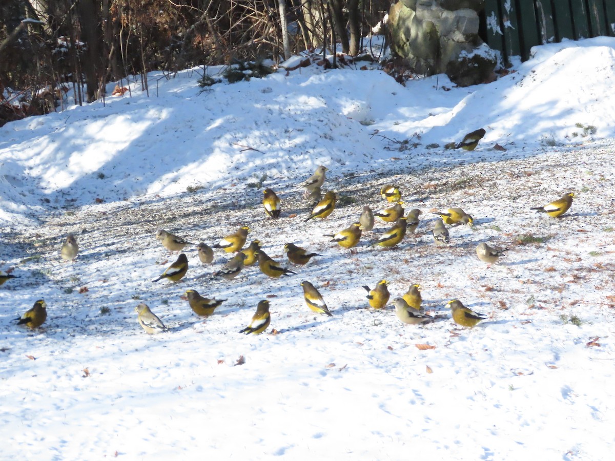 Evening Grosbeak - ML647493913