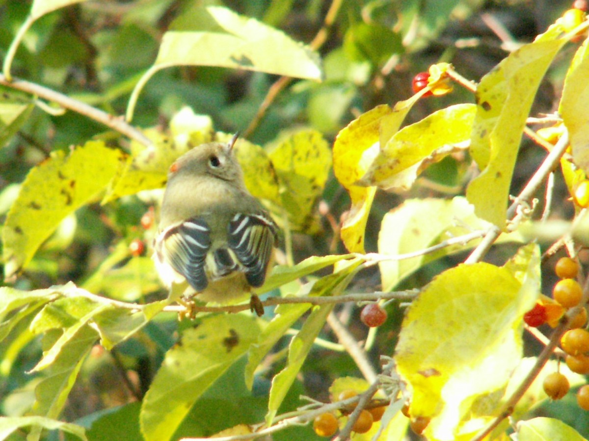 Ruby-crowned Kinglet - ML647493952
