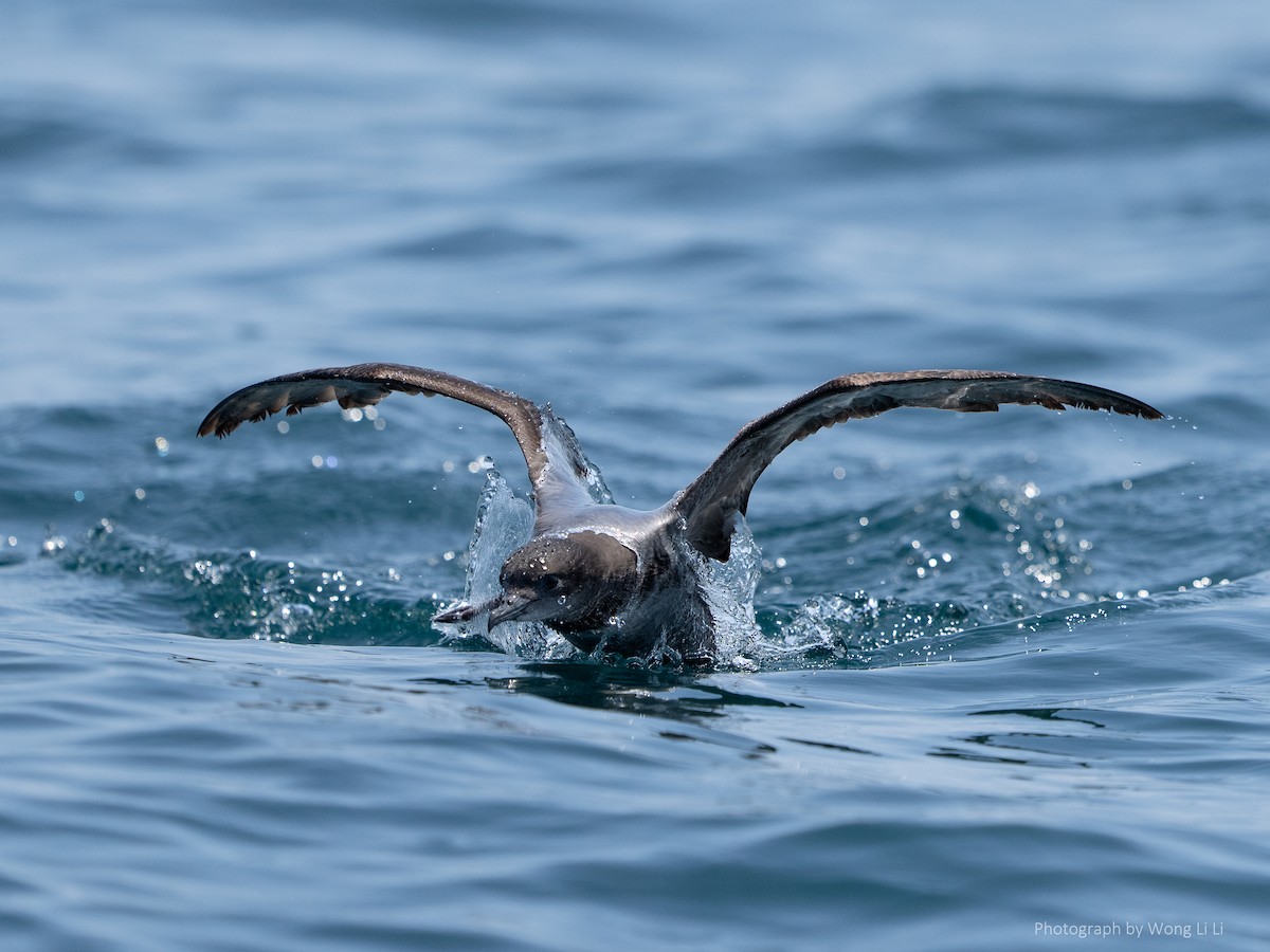 Short-tailed Shearwater - ML647493954