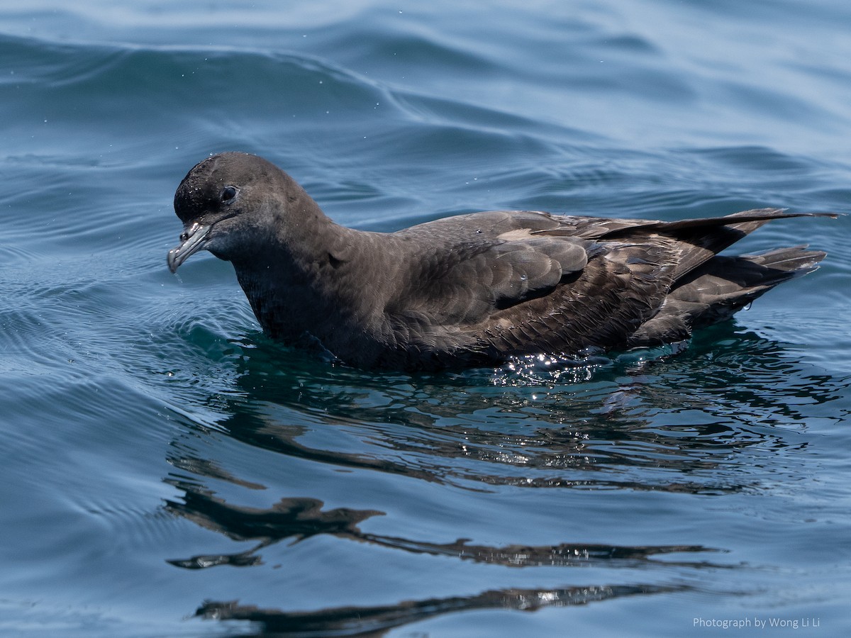 Short-tailed Shearwater - ML647493955