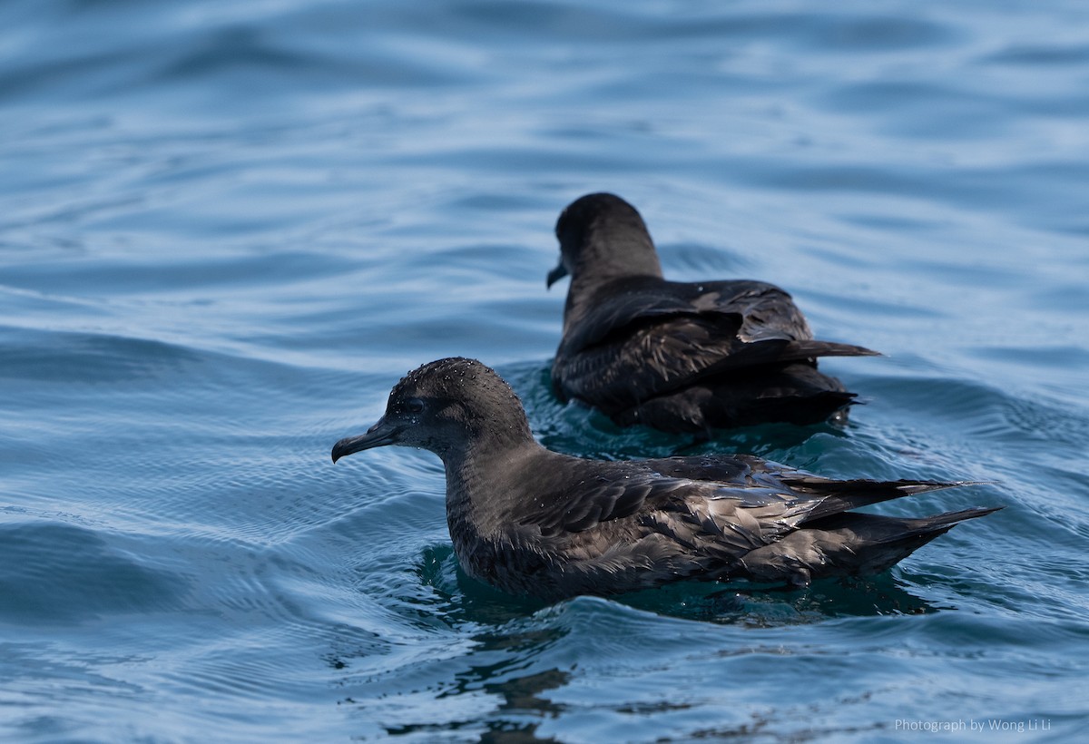 Short-tailed Shearwater - ML647493956