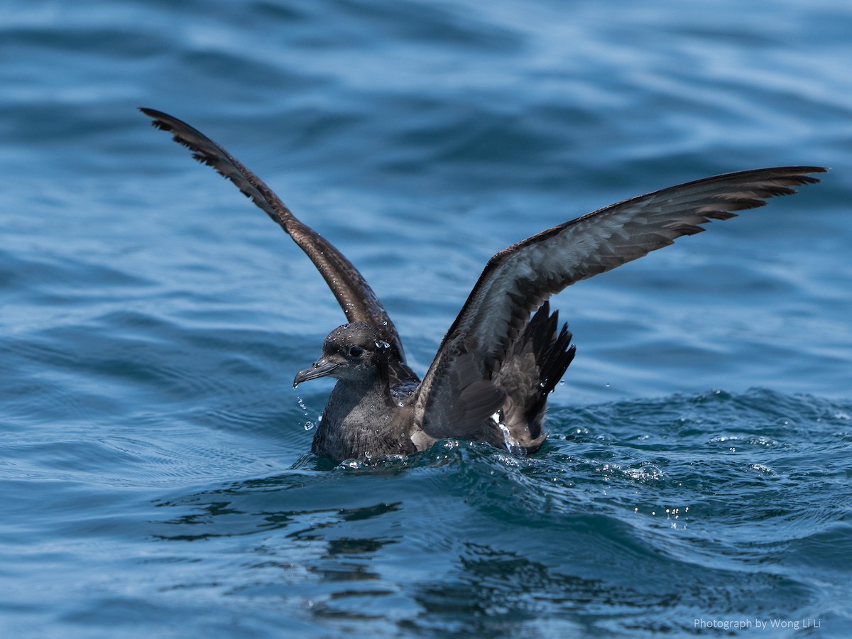 Short-tailed Shearwater - ML647493957