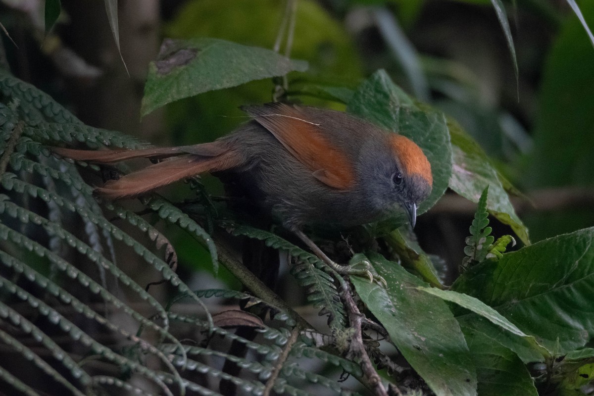 Azara's Spinetail - ML647493962
