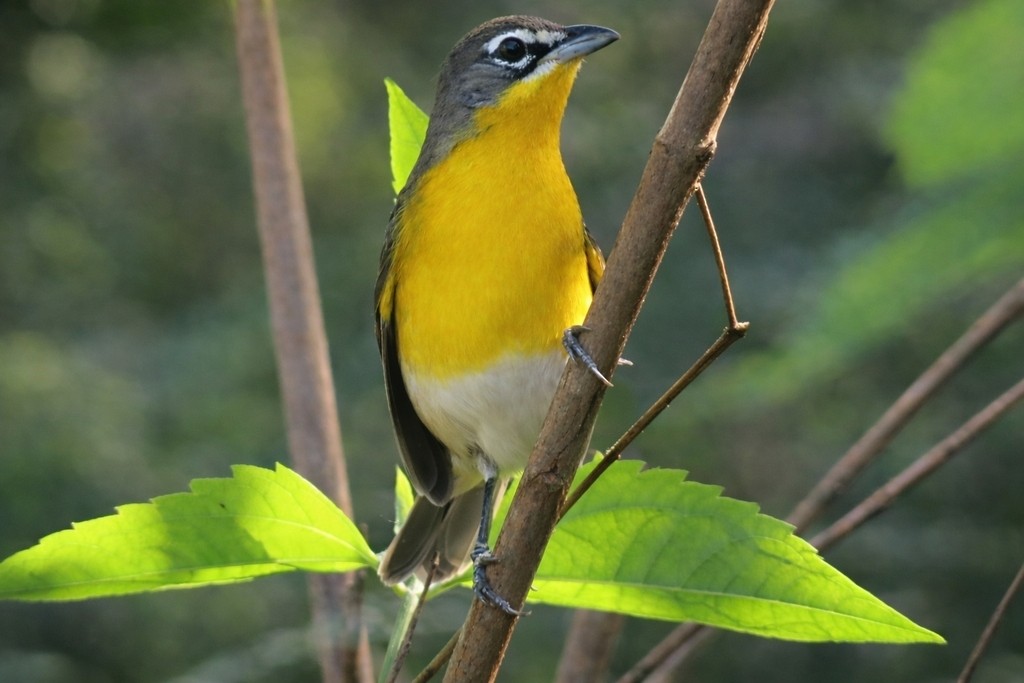 Yellow-breasted Chat - ML647493963