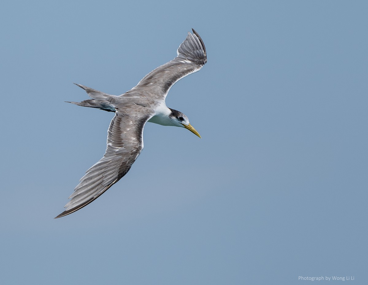 Great Crested Tern - ML647493964