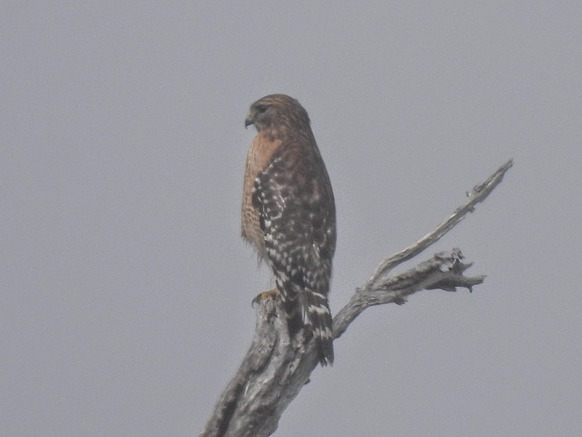 Red-shouldered Hawk - ML647493966
