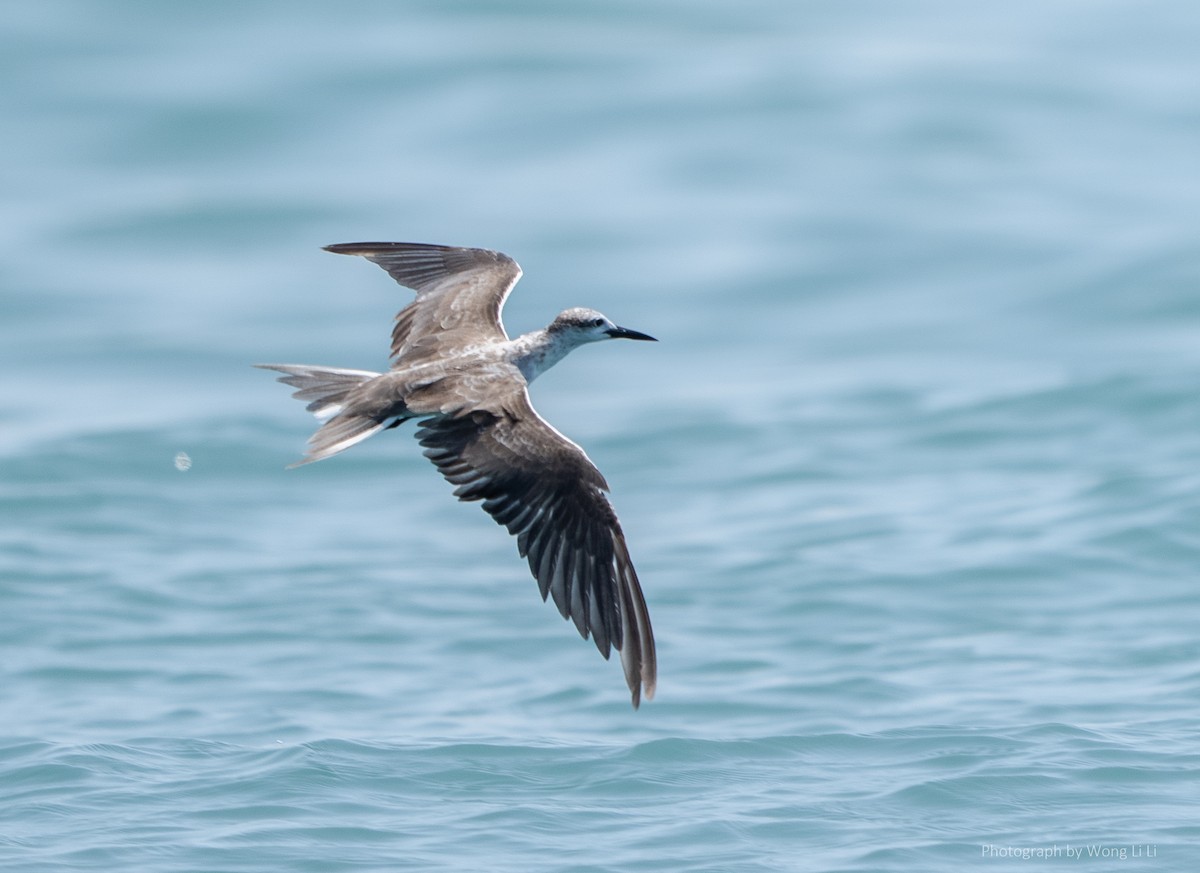 Bridled Tern - ML647493968