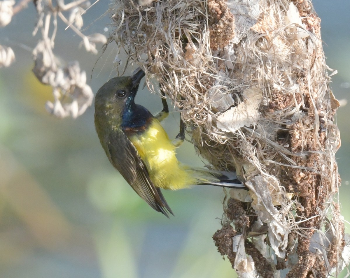 Ornate Sunbird - ML647493969