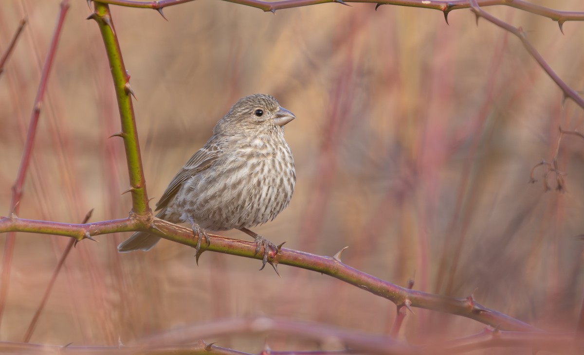 House Finch - ML647493970