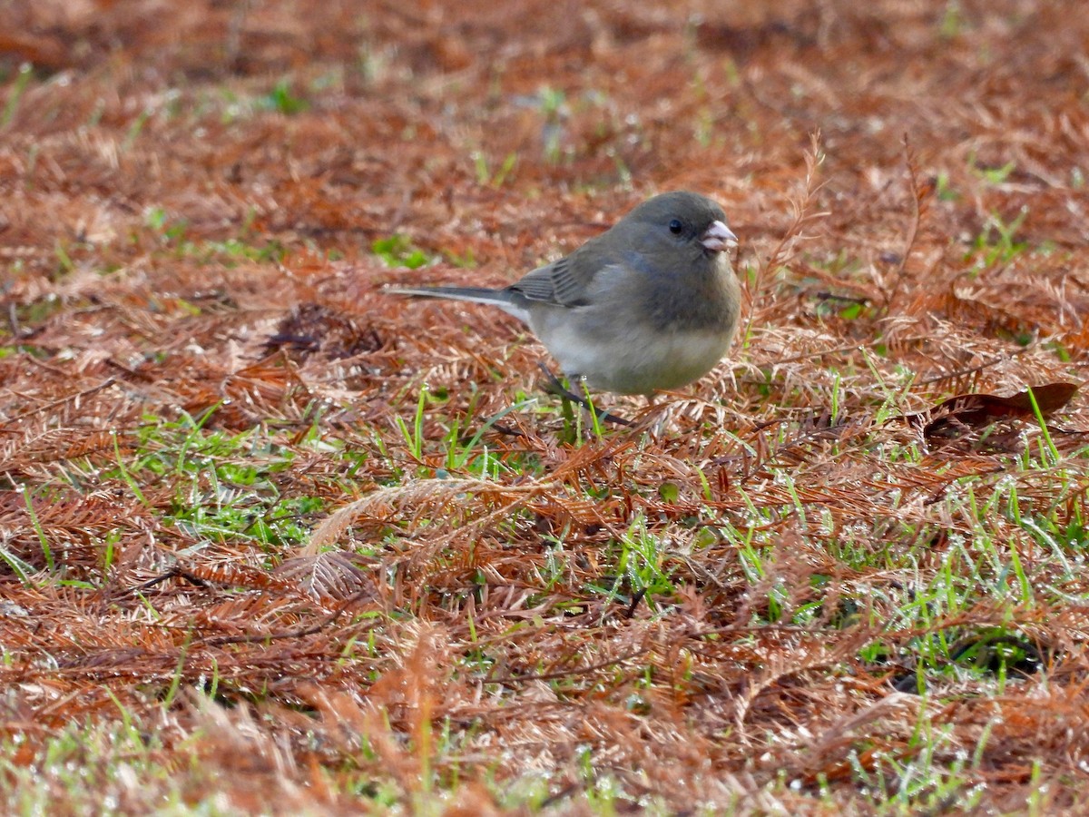 Dark-eyed Junco - ML647493984