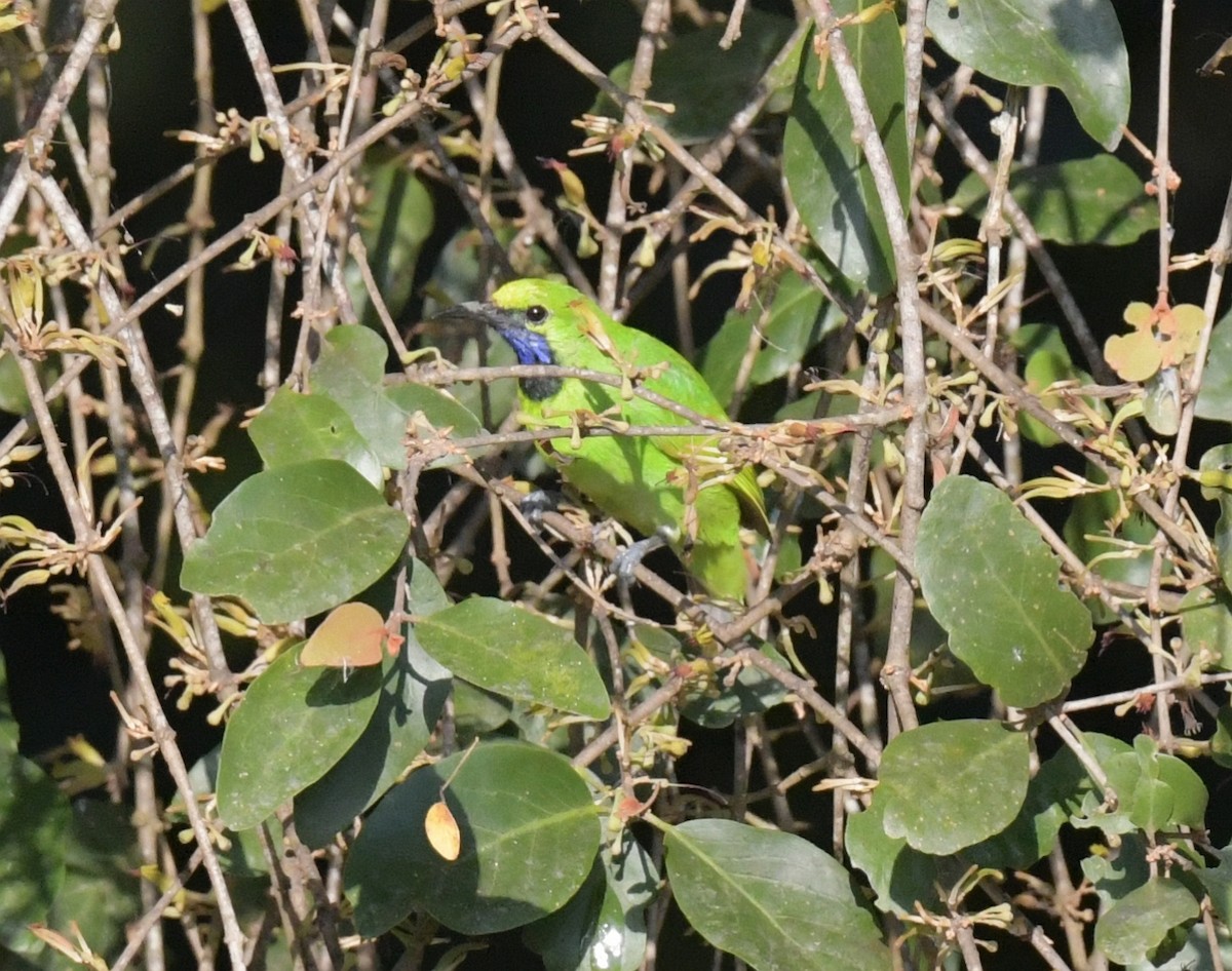 Golden-fronted Leafbird - ML647493986