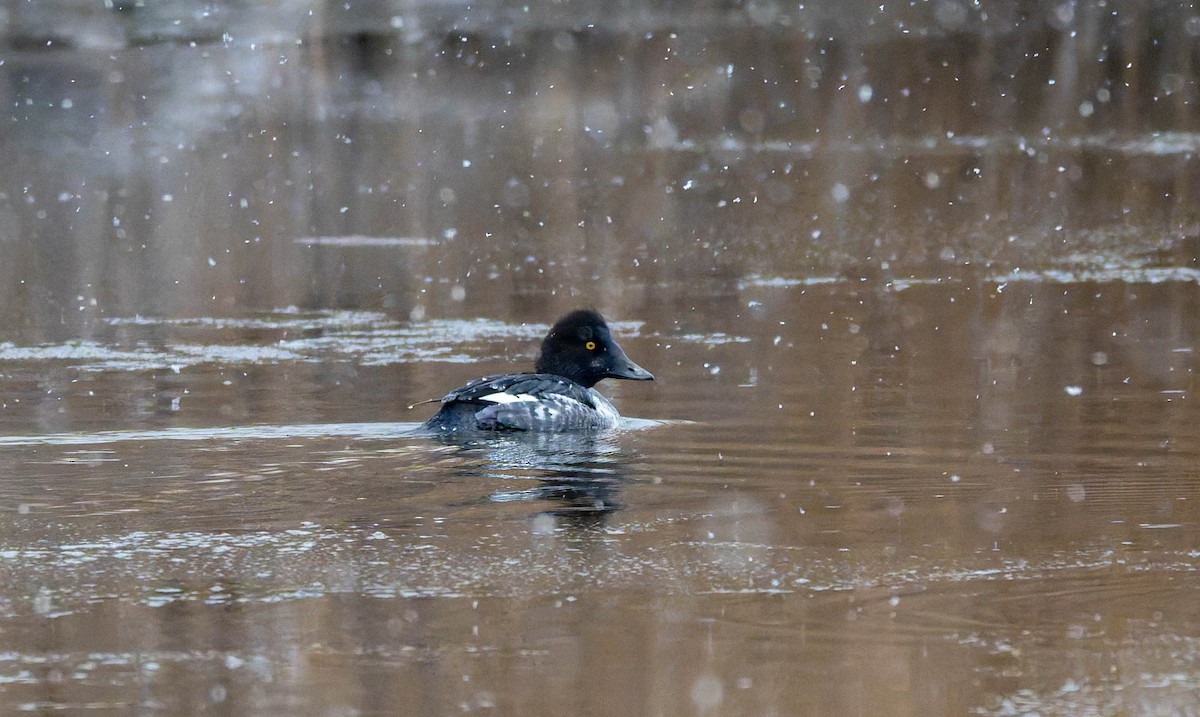 Common Goldeneye - ML647493988