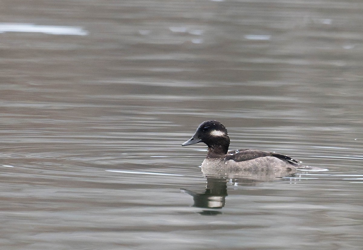 Bufflehead - ML647493990